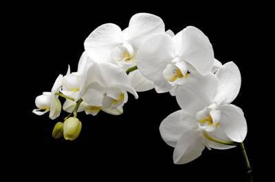 Элементарный способ, который заставит цвести даже самую «вредную» орхидею - belnovosti.by