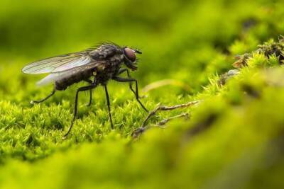 Как избавиться от назойливых мух в доме навсегда без химии и мухобойки: быстро и без проблем - belnovosti.by