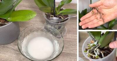 Сделайте эффективное удобрение для орхидей из ингредиента, который есть в каждом доме - cpykami.ru