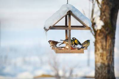 Когда начать кормить птиц? - shkolazhizni.ru