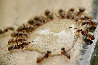Что делать, если в теплице завелись муравьи: хитрости, о которых не расскажет сосед - belnovosti.by
