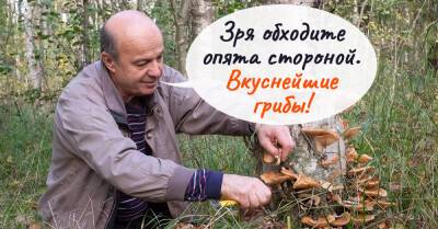 Грибник открыл банку с домашними грибочками и начал рассказывать, какие опята стоит собирать - takprosto.cc