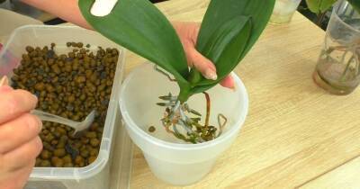 Удивительный лайфхак! Посадите орхидеи в необычный для нее грунт, и они нарастят корни за три недели - cpykami.ru