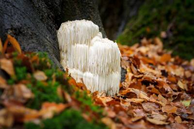 Какой гриб способен восстановить нервные клетки и улучшить память? - shkolazhizni.ru