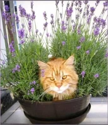 ​Как защитить растения в горшках от кошки - polsov.com