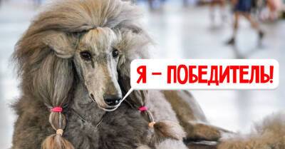 Самые красивые и грациозные породы собак, которые чаще всего занимают первые места на выставках - takprosto.cc