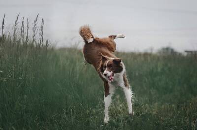 7 пород собак, которые не пахнут - new-lifehuck.ru