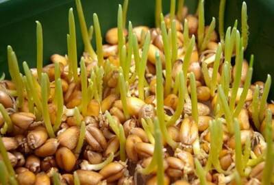 ​Проросшая пшеница для профилактического лечения всего организма - polsov.com