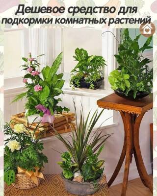 Дешевое средство для подкормки комнатных растений - polsov.com