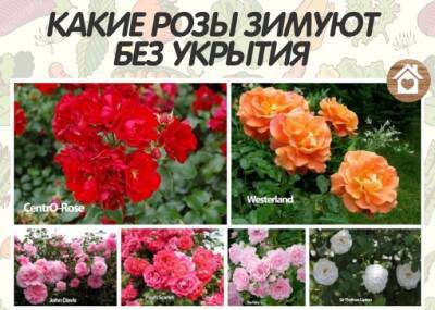 Какие розы зимуют без укрытия - polsov.com