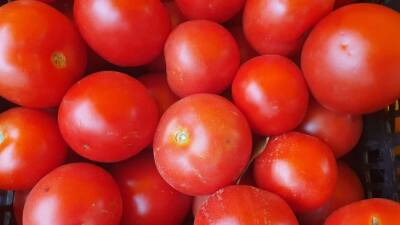 Почему помидоры нельзя хранить в холодильнике: грубая ошибка многих хозяек - belnovosti.by