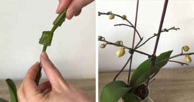 Ценный совет владельцам орхидей. Обрезанный подсохший цветонос выпустит новые бутоны - cpykami.ru