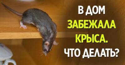 Что делать, если в квартиру пробралась наглая крыса и ведет себя на кухне как хозяйка - takprosto.cc