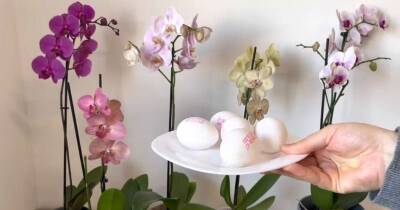 Не выбрасывайте яичную скорлупу — ведь это потрясающее питание для орхидей - cpykami.ru