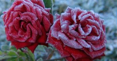 Розы и морозы: что нужно знать об укрытии цветов на зиму - novate.ru