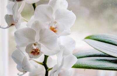 Как «заставить» цвести орхидею: хитрости заядлых цветоводов - belnovosti.by