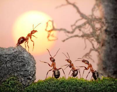 ​Простой способ не пустить муравьёв в дом - polsov.com