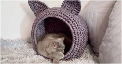 Крутой домик для любимой кошки: питомца не вытащить из уютного гнездышка - cpykami.ru