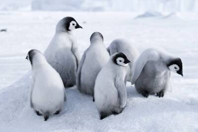 Милые и смешные: где в мире можно посмотреть на пингвинов - miridei.com - Эквадор