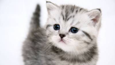 ​Правила, которые кот должен усвоить с детства - polsov.com