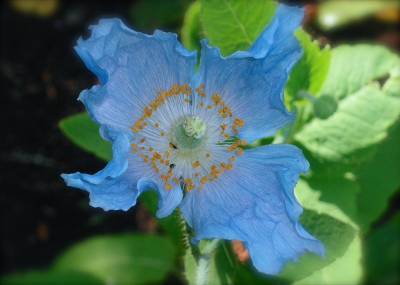 Что их объединяет Голубой цветок из легенды и немецкого поэта Новалиса? - shkolazhizni.ru