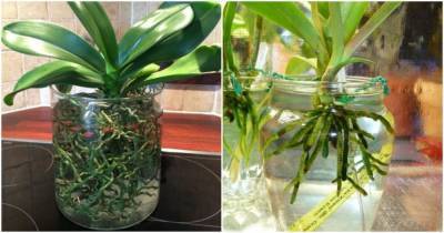 Самый эффективный и простой способ выращивания орхидеи в воде - cpykami.ru