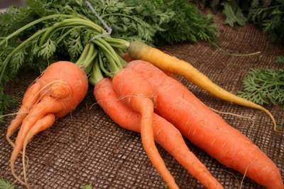 ​Как не вырастить рогатую морковку - polsov.com