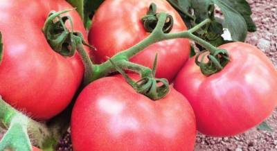​Надежные и проверенные сорта томатов, устойчивых к кладоспориозу или бурой пятнистости - polsov.com