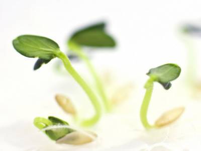 ​Как разбудить семена овощей перед посевом - polsov.com