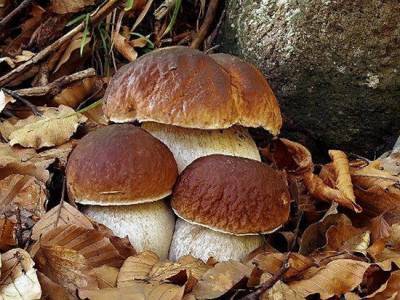 Полезные свойства грибов - new-lifehuck.ru