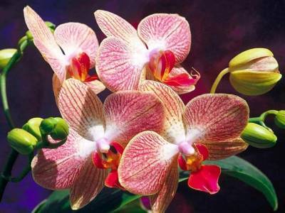 Аптечка для орхидеи - polsov.com