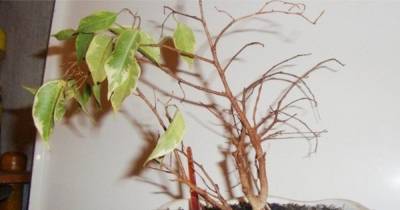 5 капризных комнатных растений, приобретение которых как деньги на ветер - novate.ru