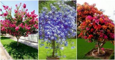 Самые красивые деревья для уютного и милого садового участка - cpykami.ru