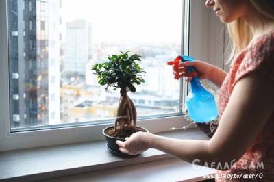 Искусство бонсай. Как создать стильный мини-сад в квартире? - sdelay.tv - Япония