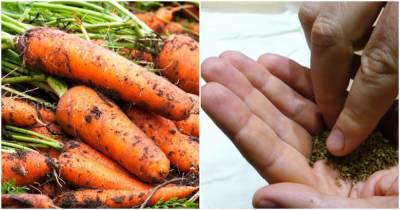 Морковь без прореживания: гарантированный урожай при минимуме ухода - cpykami.ru