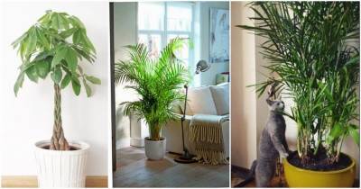 12 комнатных растений, которые очищают воздух и безопасны для кошек - cpykami.ru