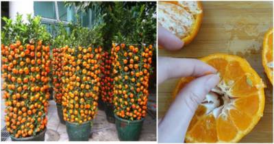 Вырастить мандарин из косточки проще, чем кажется! - cpykami.ru
