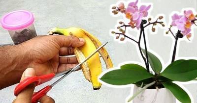 Удобрение из банановой кожуры поможет орхидее зацвести вновь - cpykami.ru