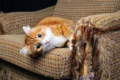 Как отучить кошку драть мебель когтями? Вот 2 простых способа - nashsovetik.ru