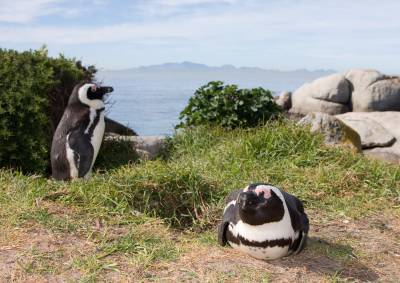 Как живет африканский пингвин? - shkolazhizni.ru - Юар - Антарктида - Австралия - Новая Зеландия