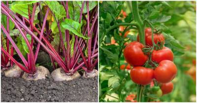 Как обычная свекла поможет вырастить богатый урожай помидоров - novate.ru
