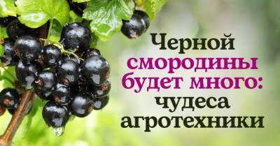 Ленивый агротехник рассказал, как вырастить черную смородину размером с виноградину - takprosto.cc