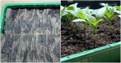 Метод посадки томатов на рассаду, который дает потрясающий результат - cpykami.ru