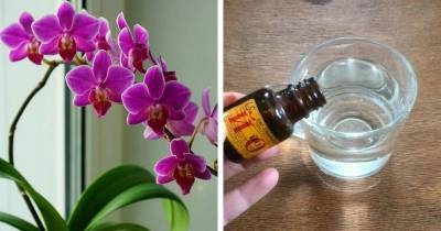 Орхидея даёт мало цветов? Подкормите простым аптечным йодом - cpykami.ru