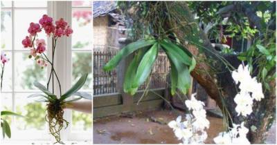 8 удивительных фактов об орхидеях, которые вы скорее всего не знали - cpykami.ru
