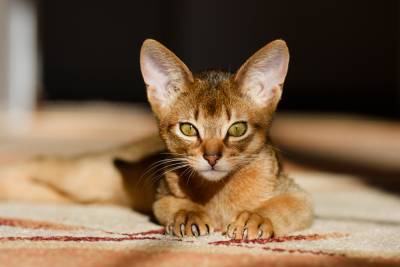 Чем интересна абиссинская порода кошек? - shkolazhizni.ru - Египет