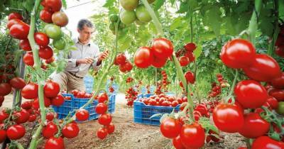 Как с одного куста томатов получить в 5-7 раз больше урожая: действенные методы Маслова - novate.ru - Калининград