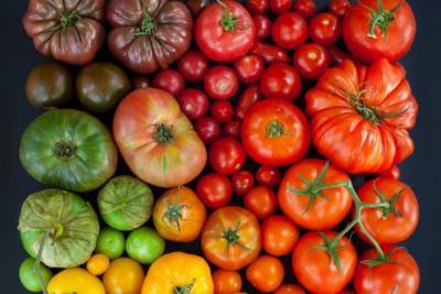 ​Лучшие сорта томатов на грядущий сезон - polsov.com
