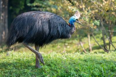 Почему казуар — самая опасная птица в мире? - shkolazhizni.ru - Австралия - Гвинея