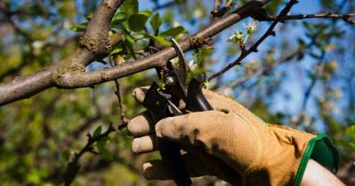Какие ошибки совершают многие садоводы во время весенней обрезки плодовых деревьев - novate.ru